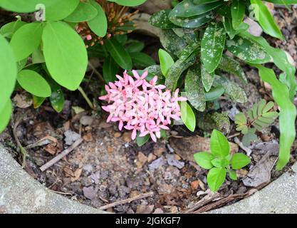 Eine rosa Dschungelgeranienblüte mit Blättern auf einer aus Zement gegossenen Ixora-Coccinea-Pflanze Stockfoto