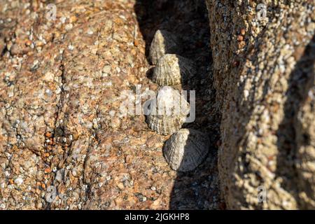 Limetten. Bei Ebbe klebte eine aquatrische Seeschnecke an einem Felsen an der britischen Küste. Stockfoto