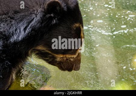 Ein gefangener Andenbär, auch bekannt als Brillenbär, der im Zoo im Wasser spielt. Stockfoto