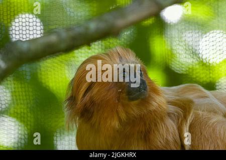 Ein gefangener Goldlöwen-Tamarin oder ein marmortierender Leontopithecus rosalia im Zoo von Jersey. Heimisch in den atlantischen Küstenwäldern Brasiliens. Stockfoto