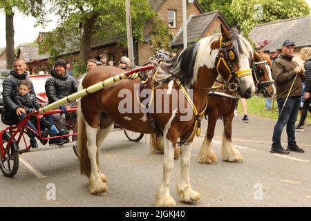 Ein buntes Pferd, das drei Menschen entlang der Straße in eine Falle zieht, Appleby Horse Fair, Appleby in Westmorland, Cumbria Stockfoto