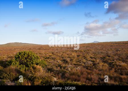 Die Wildnis des Cape Point National Park. Die Wildnis des Cape Point National Park, Western Cape, Südafrika. Stockfoto