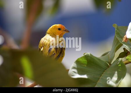 Canarinhos (Sicalis flaveola) Stockfoto