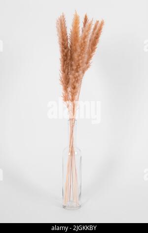 Trockenes Schilfgras in Nahaufnahme an der weißen Wand. Minimalistischer floraler Hintergrund in neutralen Farben. Speicherplatz kopieren. Graszweig der Pampas. Konzept mit Blattgrün Stockfoto