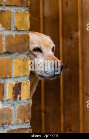 Ein labrador schaut aus dem Haus, ein Hund schaut aus der Tür Stockfoto