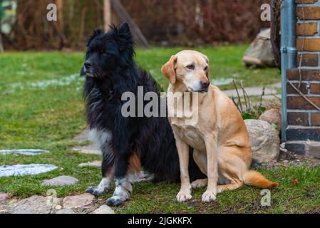 Ein labrador und ein zackiger schwarzer Hund ​​are sitzen nebeneinander, zwei Hunde sind beste Freunde Stockfoto