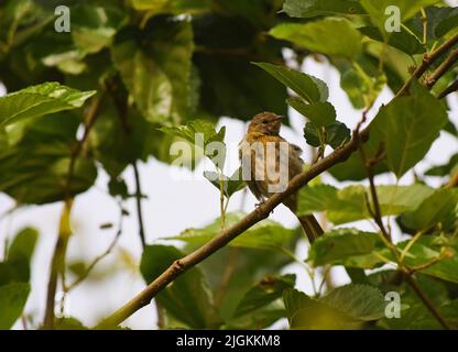 Canarinhos (Sicalis flaveola) Stockfoto