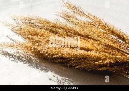 Bouquet von getrockneten Stacheletts liegen auf dem grauen Betontisch. Sonnentag mit Schatten. Natürliche Wohnkultur, Kopierfläche, Stockfoto
