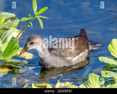 Unreife Gallinule oder Moorhen in einem Teich bei den Celery Fields in der US-amerikanischen Stadt Sorasota Florida Stockfoto