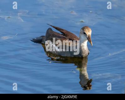 Unreife Gallinule oder Moorhen in einem Teich bei den Celery Fields in der US-amerikanischen Stadt Sorasota Florida Stockfoto