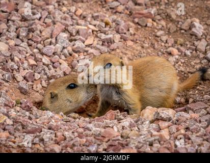 Black-tailed Prairire Dogs im Custer State Park in South Dakota, USA Stockfoto