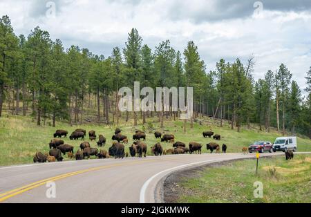 Herde von American Bison oder Buffalo auf dem Highway 87 im Wind Cave National Park in South Dakota, USA Stockfoto