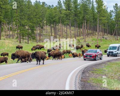 Herde von American Bison oder Buffalo auf dem Highway 87 im Wind Cave National Park in South Dakota, USA Stockfoto