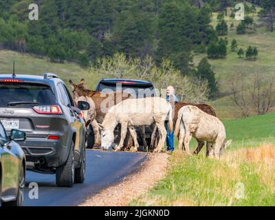 Wilde Burros oder Esel auf der Wildlife Loop Road blockieren den Verkehr im Custer State Park in South Dakota, USA Stockfoto