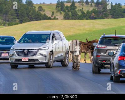 Wilde Burros oder Esel auf der Wildlife Loop Road blockieren den Verkehr im Custer State Park in South Dakota, USA Stockfoto