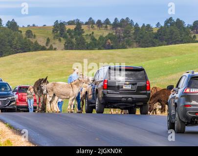 Wilde Burros oder Esel auf der Wildlife Loop Road blockieren den Verkehr im Custer State Park in South Dakota, USA Stockfoto