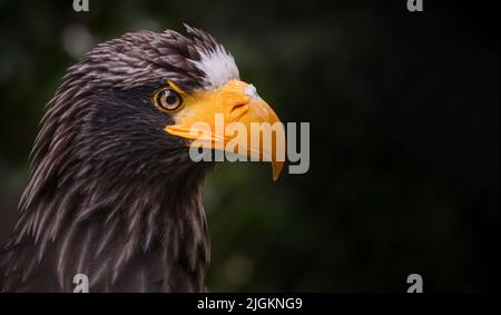 Nahaufnahme eines Steller-Seeadlers, auch bekannt als Seeadler oder Weißschulter-Adler, ist ein großer taglicher Greifvogel in der Familie A Stockfoto