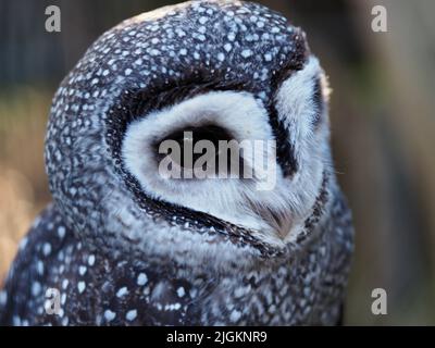 Ein Nahaufnahme-Porträt einer beeindruckenden Eule der Kleinen Sooty mit glorreichem gesprenkeltem Gefieder. Stockfoto