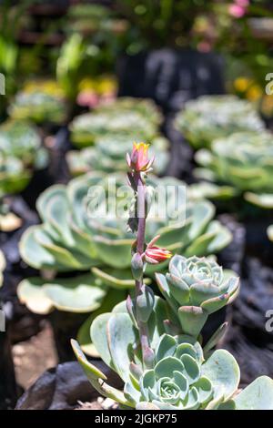 Echeveria secunda Sukulente Pflanze in einem Gewächshaus. Hochwertige Fotos Stockfoto