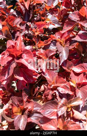 Acalypha wilkesiana Pflanzen. Hochwertige Fotos Stockfoto