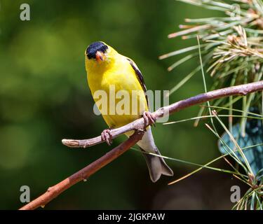 American Goldfinch – Nahaufnahme, die auf einem Zweig mit einem weichen, unscharfen grünen Hintergrund in seiner Umgebung und seinem Lebensraum thront und gelbe Farbe zeigt. Stockfoto