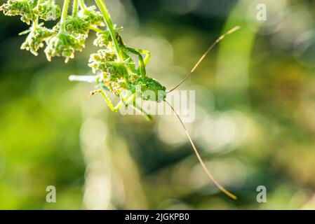 Weibchen von Great Green Bush-Cricket, Tettigonia viridissima Stockfoto