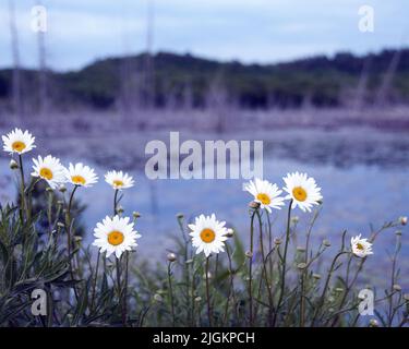 Gänseblümchen Blumen an einem Teich mit verschwommenem Wasser und Bäumen Landschaft Hintergrund in der Sommersaison zeigt Schönheit in der Natur. Stockfoto