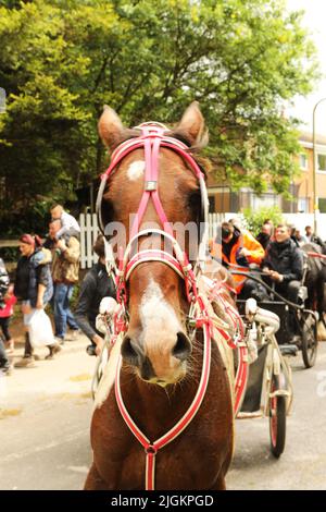 Nahaufnahme eines farbigen Pferdes, das eine Falle entlang der Straße zieht, Appleby Horse Fair, Appleby in Westmorland, Cumbria Stockfoto