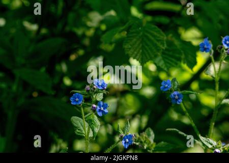 Vergiss mich nicht blaue Blumen mit grünem Laubhintergrund, kleine Blumen in königsblauer Farbe, bekannt als Vergiss mich nicht oder Skorpiongras oder latein Stockfoto