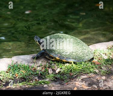 Rotbauchschildkröte Nahaufnahme Profil Ansicht auf Moosfelsen und Laub am Wasser mit einem unscharfen Hintergrund zeigt Muschelkarapace, Beine, Kopf, Auge, Pfoten Stockfoto