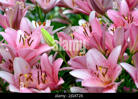 Rosa asiatische Lilien in einer Traube Stockfoto