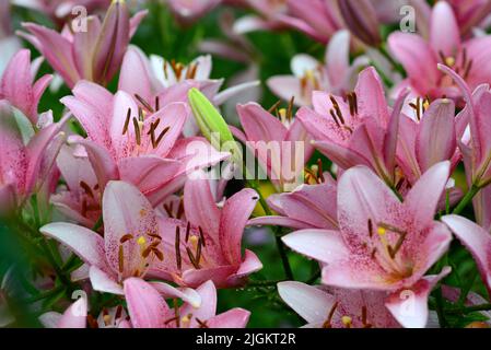 Rosa asiatische Lilien in einer Traube Stockfoto