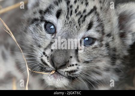 Weibliche Snow Leopard Cub (Nahaufnahme) Stockfoto