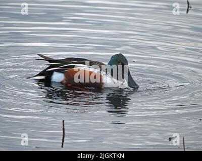 Männliche drake Shoveler- oder nördliche Schaufelente (Anas clypeata) mit markantem, großem Schnabeltaucheln in Leighton Moss NR Lancashire, England, Großbritannien Stockfoto