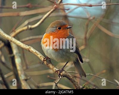 Der legendäre europäische Robin oder Robin Redbreast (Erithacus rubecula) im Winter auf dem Zweig Cumbria, England, Großbritannien Stockfoto