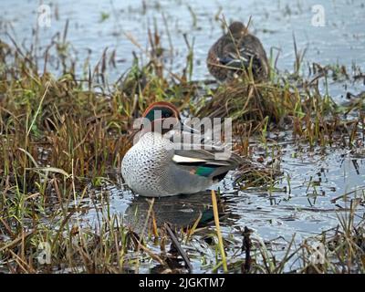 Männliches eurasisches Teal (Anas crecca) mit Gefieder und markantem Kopfmuster und blaugrünem Spekulum am Flügel - Leighton Moss NR, England, UK Stockfoto