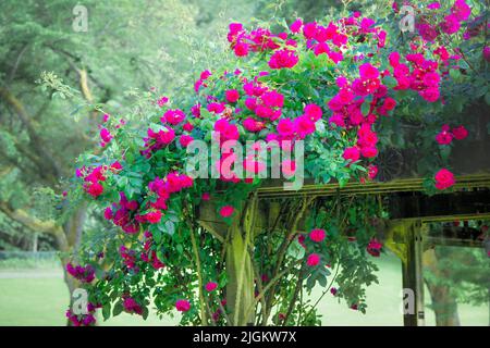 Rosa Rosen auf Laube, Burnaby Mountain Centennial Rose Garden, Burnaby, British Columbia, Kanada Stockfoto