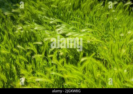 Haarige Pflaume. Eine Art grünes Gras. Stockfoto