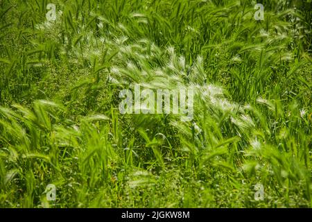 Haarige Pflaume. Eine Art grünes Gras. Stockfoto