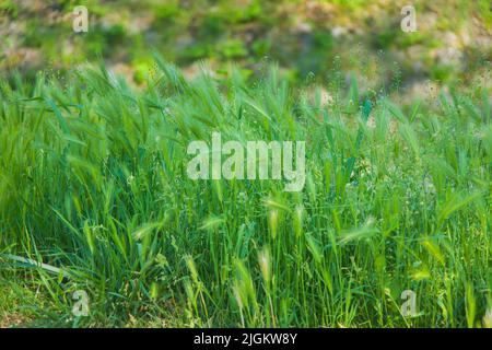 Haarige Pflaume. Eine Art grünes Gras. Stockfoto