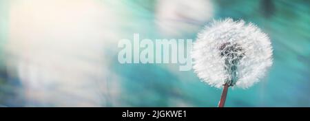 Löwinenzapfen, Taraxacum officinale, in den Strahlen der Frühlingssonne auf einem verschwommenen Hintergrund einer Wiese mit Löwinen, Nahaufnahme, Hintergrund, Banner mit Stockfoto