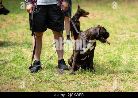 Ein Boxer in dunkler Farbe, mit einem nicht angedockten Schwanz, sitzt auf dem Boden in der Nähe des Besitzers und ragt seine Zunge heraus. Hochwertige Fotos Stockfoto