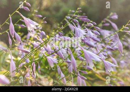 Schöne frische Flieder-Hosta- oder Palntain-Lilie-Blüten, die am Frühlingstag in ornamentalen Graden auf Blumenbeeten wachsen. Nahaufnahme mit natürlichem violettem Blumenmuster Stockfoto