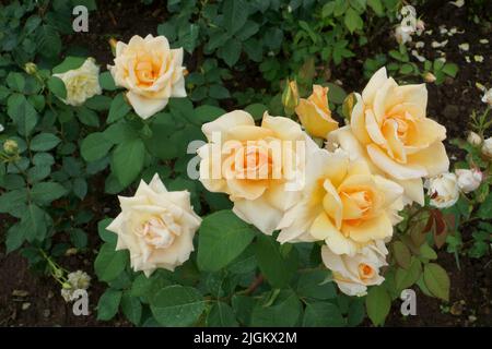 Englische Teerosen blühende Blüten Haufen in einer Nahaufnahme. Eine wunderschöne Gruppe von hellgelben bis orangen Blüten, die im Sommer in einem Garten blühen Stockfoto