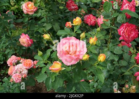 Bunte, blühende Rosen im Blick von oben - königliche Arten von Gartenpflanzen, die in der Landschaftsgestaltung eingesetzt werden können. Blühende englische Rosen sa Stockfoto