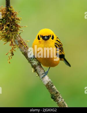 Golden Tanager - Tangara arthus gelber Vogel in Thraupidae, Hochlandwälder der Anden aus Bolivien und Norden und venezolanische Küstenkette, por Stockfoto