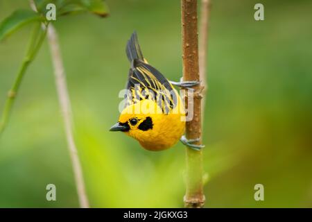 Golden Tanager - Tangara arthus gelber Vogel in Thraupidae, Hochlandwälder der Anden aus Bolivien und Norden und venezolanische Küstenkette, por Stockfoto