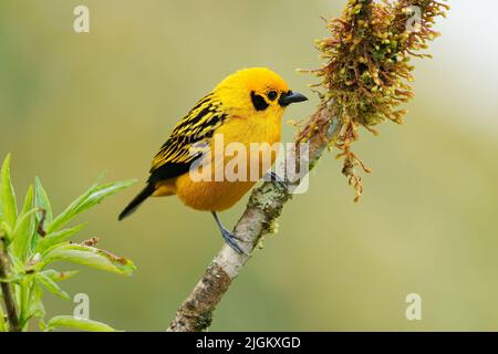 Golden Tanager - Tangara arthus gelber Vogel in Thraupidae, Hochlandwälder der Anden aus Bolivien und Norden und venezolanische Küstenkette, por Stockfoto