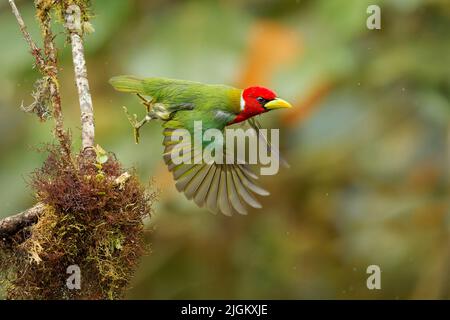 Rotkopfbarbet - Eubucco Bourcierii farbenfroher Vogel aus der Familie Capitonidae, der in feuchten Hochlandwäldern in Costa Rica und Panama, Anden im Westen, gefunden wird Stockfoto