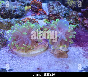 Riffbecken, Meerwasseraquarium mit Korallen und Fischen. Zoanthus polyps Korallen. Stockfoto